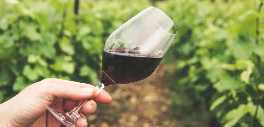vinos vinos