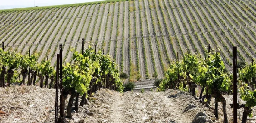 vinos-pasto