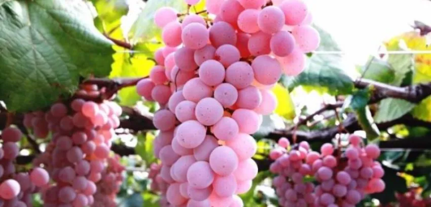 koshu koshu