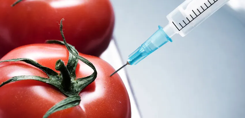 alimentos transgenicos