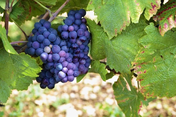 pinot noir