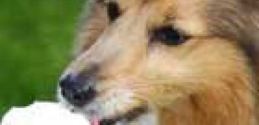 Empresa especializada lanza helados para perros en el verano Empresa especializada lanza helados para perros en el verano
