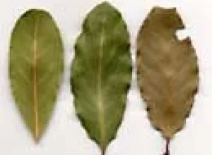 Las propiedades digestivas del laurel
