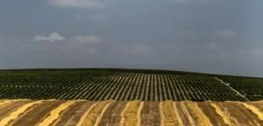 Cambio climático y vino, momento para prevenir o curar Cambio climático y vino, momento para prevenir o curar