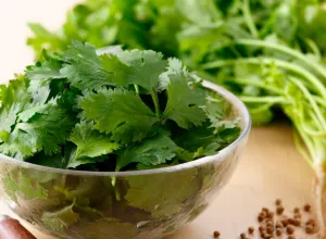 Cilantro
