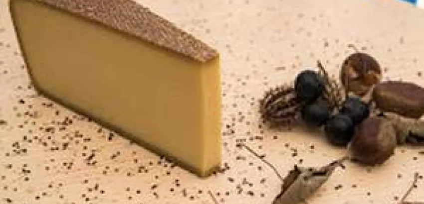 Un Gruyère d’alpage AOP, ganador de los Swiss Cheese Awards 2016 Un Gruyère d’alpage AOP, ganador de los Swiss Cheese Awards 2016
