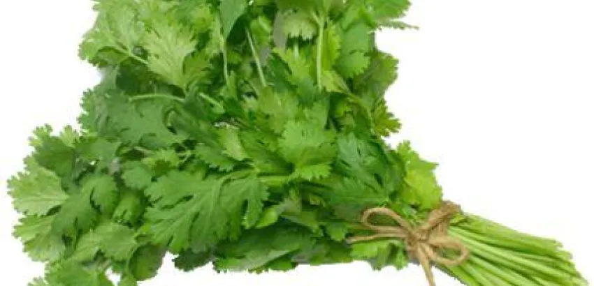 ¿Cómo cocinar con el culantro? ¿Cómo cocinar con el culantro?