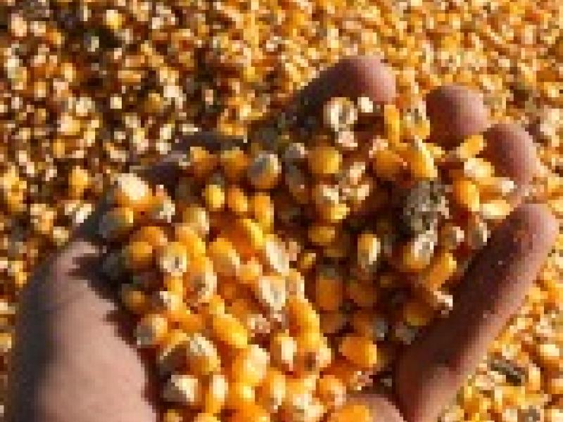 Argentina: Caen un 15 por ciento las exportaciones de alimentos