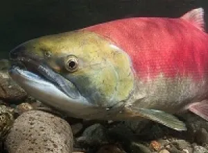 Los "súper salmones" llegarán pronto al mercado