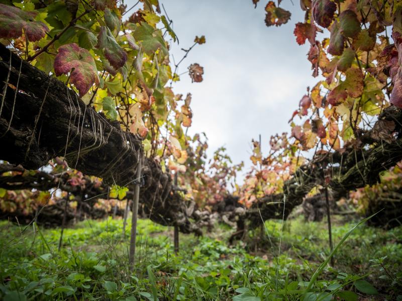 vinos