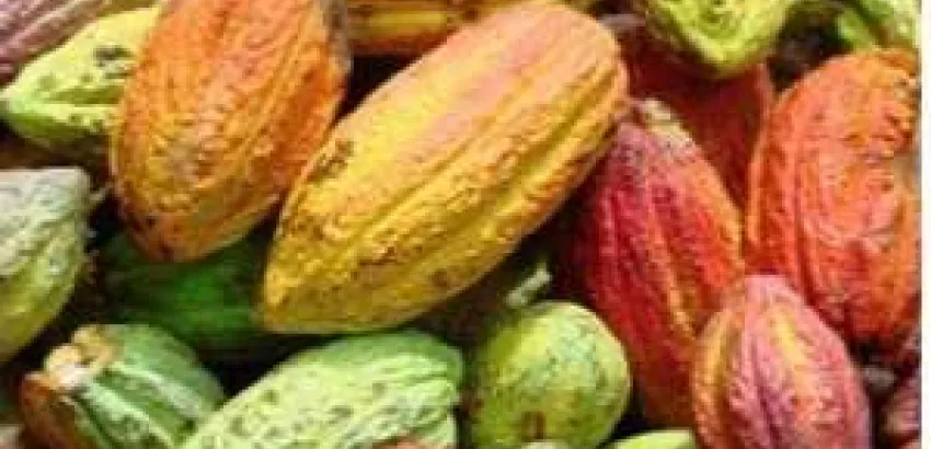 El mejor chocolate del mundo se hace con cacao orgánico dominicano El mejor chocolate del mundo se hace con cacao orgánico dominicano