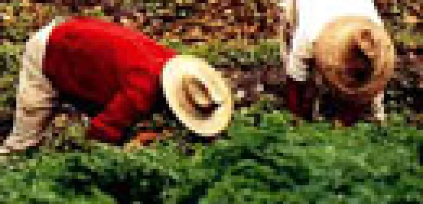 Mundo: Casi un cincuenta por ciento de la producción de alimentos en el planeta se pierde tras las cosechas Mundo: Casi un cincuenta por ciento de la producción de alimentos en el planeta se pierde tras las cosechas