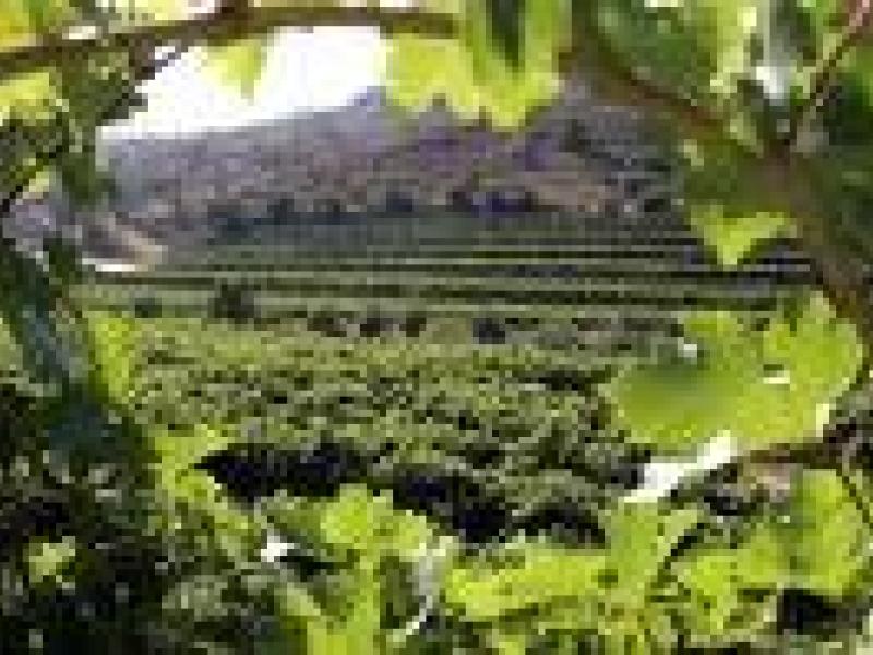 El vino ya es una víctima del cambio climático