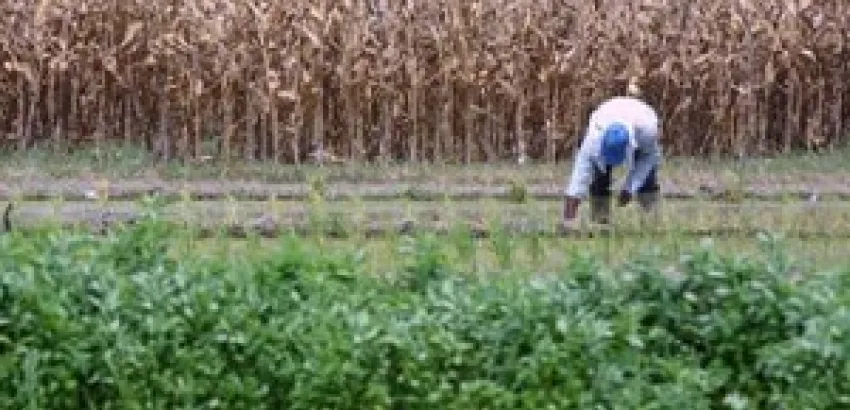 Los precios de los alimentos han subido un noventa por ciento desde el 2005 Los precios de los alimentos han subido un noventa por ciento desde el 2005