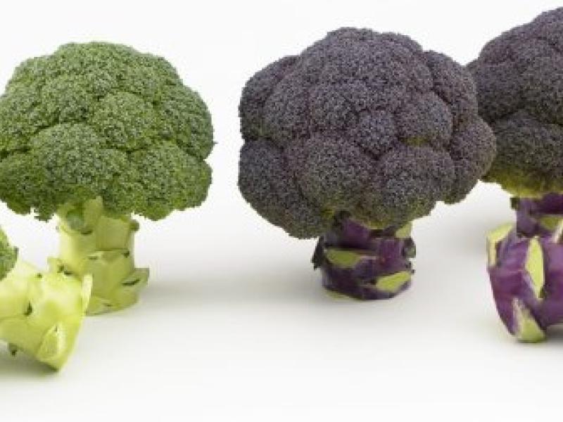 brócoli morado