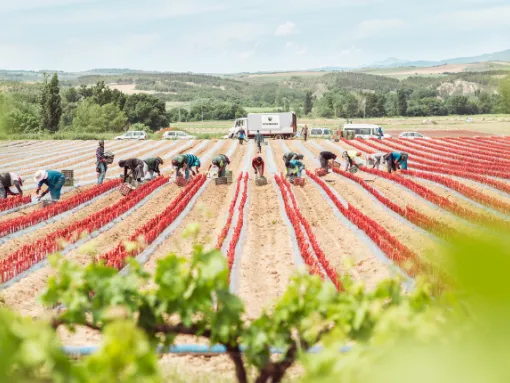 vitis navarra