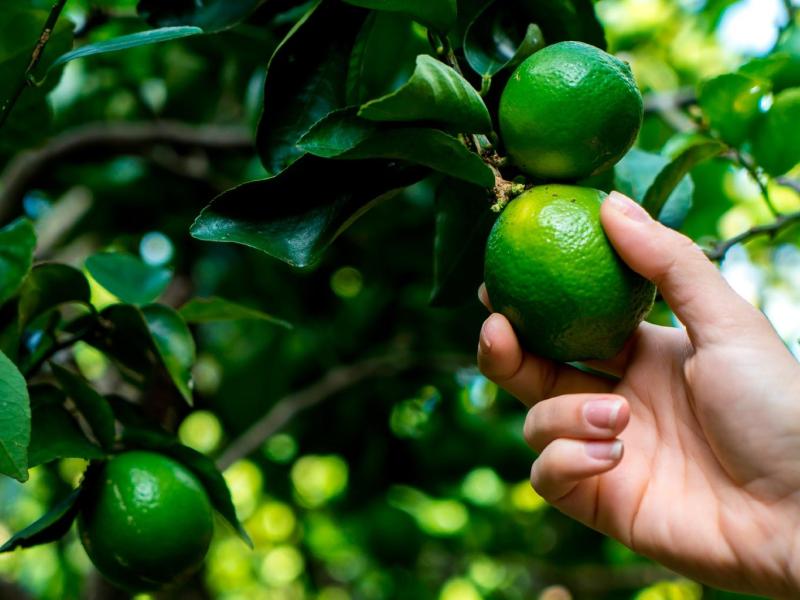 Producción de limones