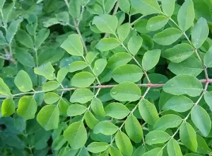 moringa-hojas