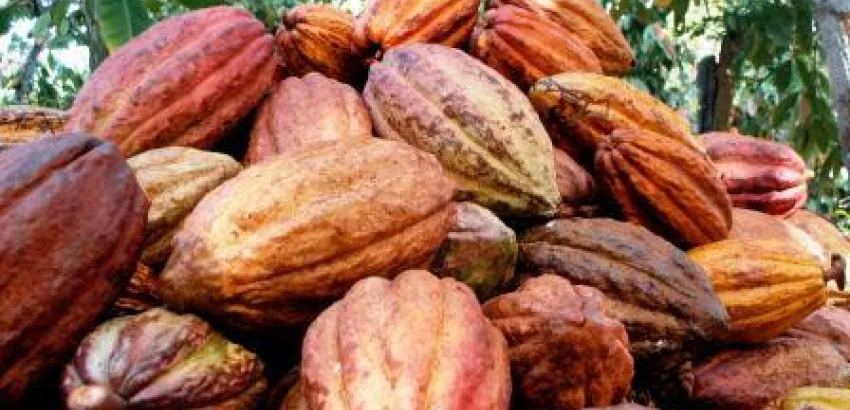 Las Fincas Modelo, una experiencia positiva