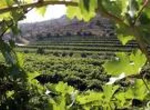 El vino ya es una víctima del cambio climático