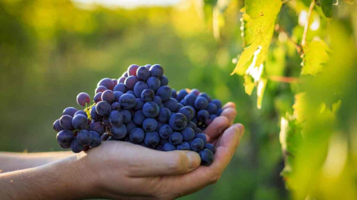 racimo de uva Marselan en unas manos