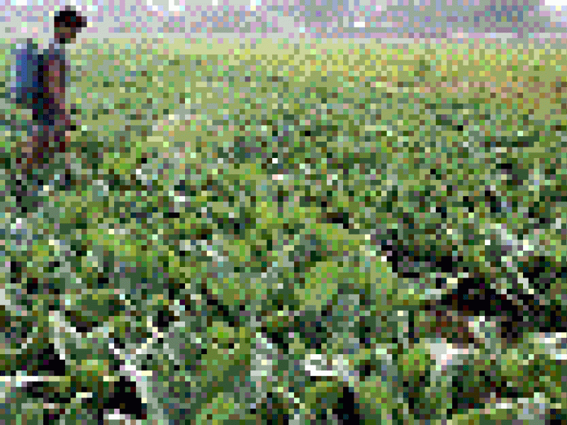 El cambio climático disminuirá los alimentos en el mundo