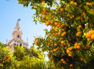 cordoba soletes guia repsol