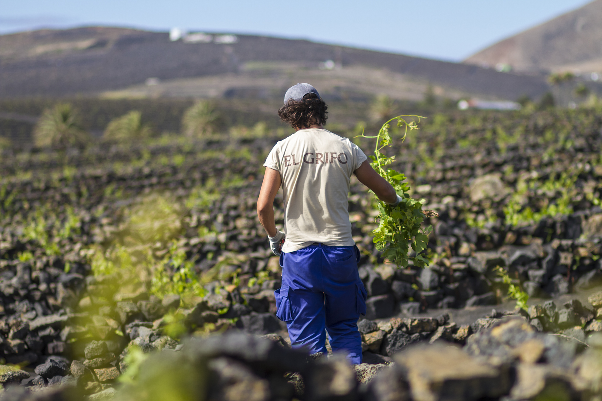 viñedos el grifo
