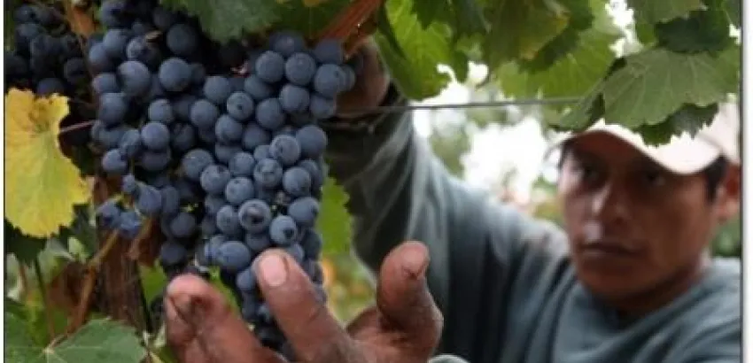 Argentina será quinto productor de vino en 2014 y Chile caerá al octavo lugar Argentina será quinto productor de vino en 2014 y Chile caerá al octavo lugar