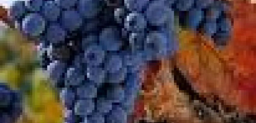 Chapeau a la tempranillo Chapeau a la tempranillo