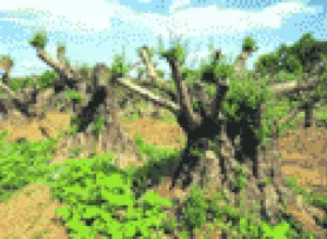 España: El aceite de oliva del Maestrat es cada vez más famoso en el mundo gourmet