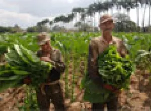Cuba espera la mejor cosecha de tabaco de la última década