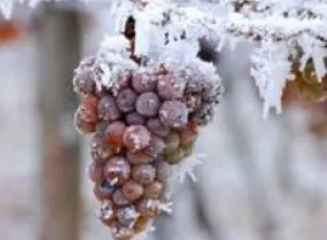 El Vino del hielo en los Terroir extremos