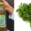 cilantro cool