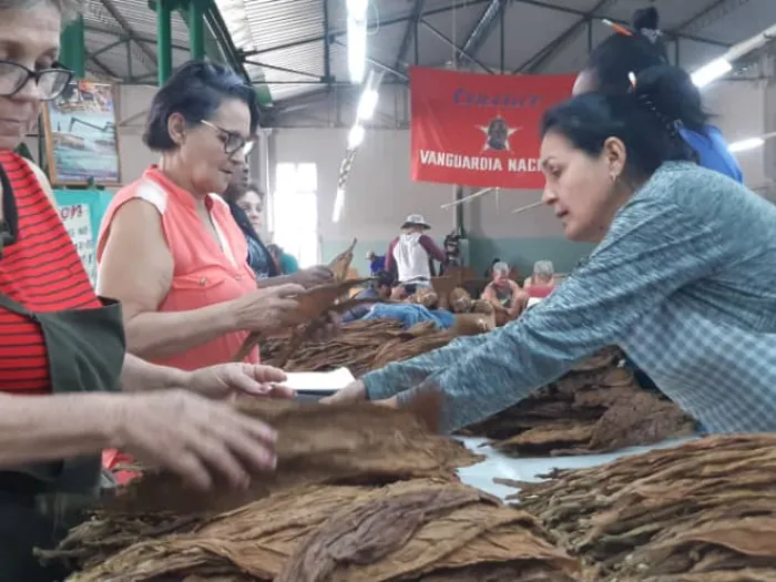 Festival del Habano