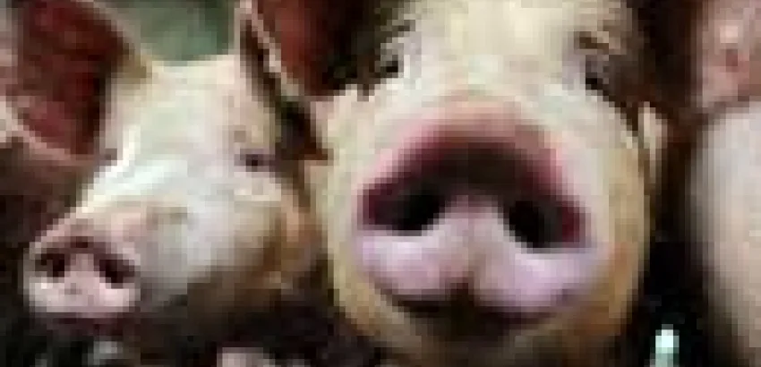Crean carne de cerdo artificial Crean carne de cerdo artificial