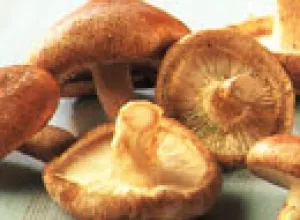 Shiitake la seta de la longevidad