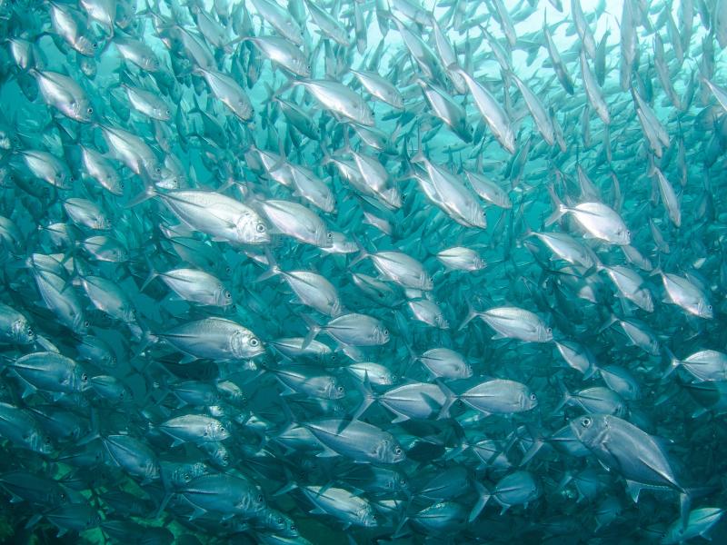 peces