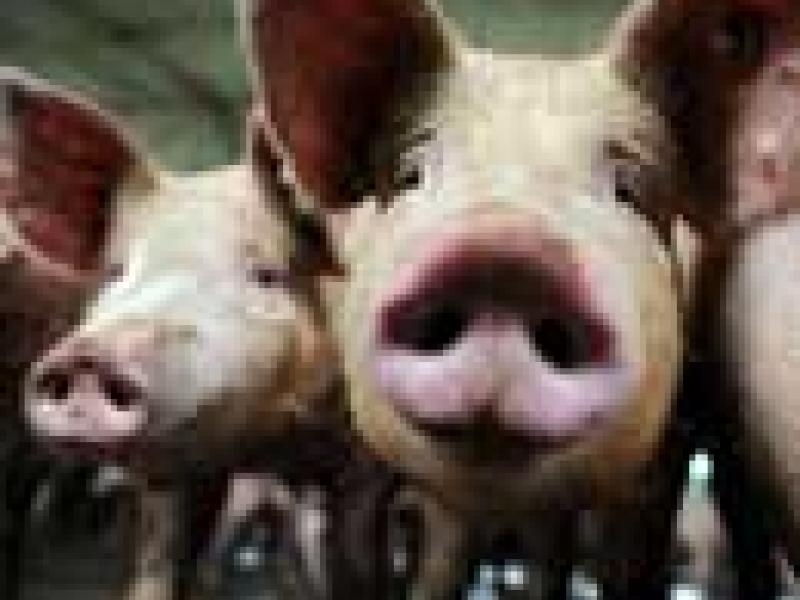 Crean carne de cerdo artificial
