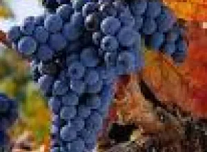Chapeau a la tempranillo