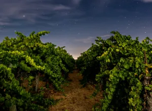 La vendimia nocturna es una práctica cada vez más extendida
