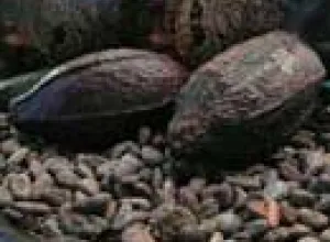 Chocolateros de Costa Rica quieren entrar en el mercado gourmet