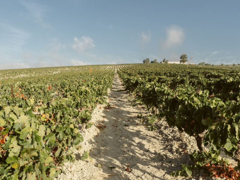 vendimia Jerez