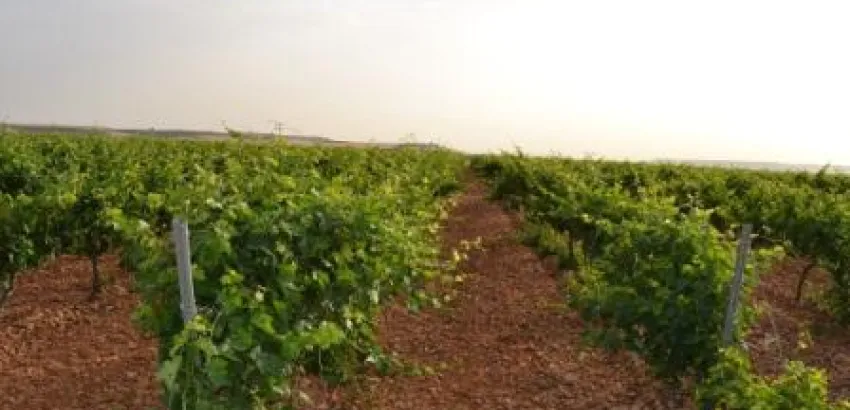 MATARROMERA utiliza sensores inalámbricos remotos para mejorar la producción y rentabilidad de sus viñedos MATARROMERA utiliza sensores inalámbricos remotos para mejorar la producción y rentabilidad de sus viñedos
