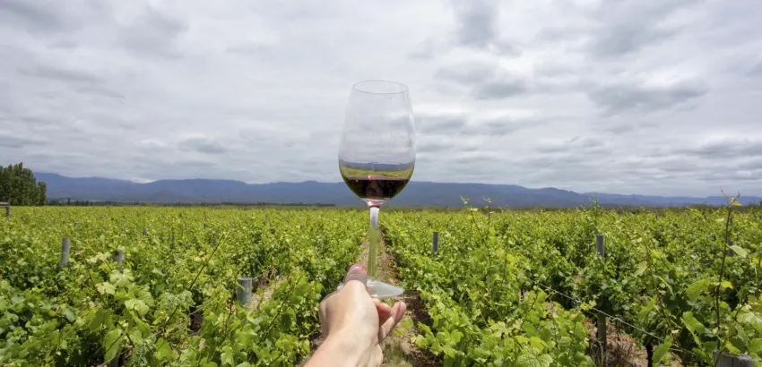 vino argentino