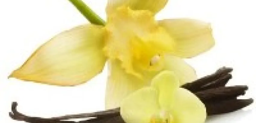 Doña Vainilla: aroma en manos de mujer Doña Vainilla: aroma en manos de mujer