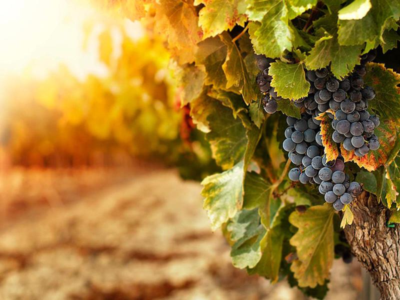 Ruta del Vino 