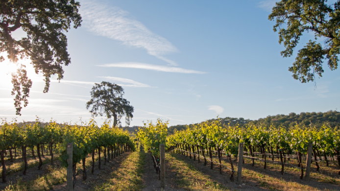 Viñedo español al final del verano, con hileras de cepas iluminadas por el sol y uvas en proceso de maduración antes de una vendimia cada vez más temprana.