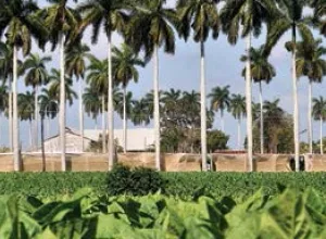 Un viaje a la tierra del mejor tabaco del mundo
