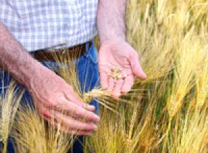 Fondo Monetario Internacional advierte por subida de precio de los alimentos